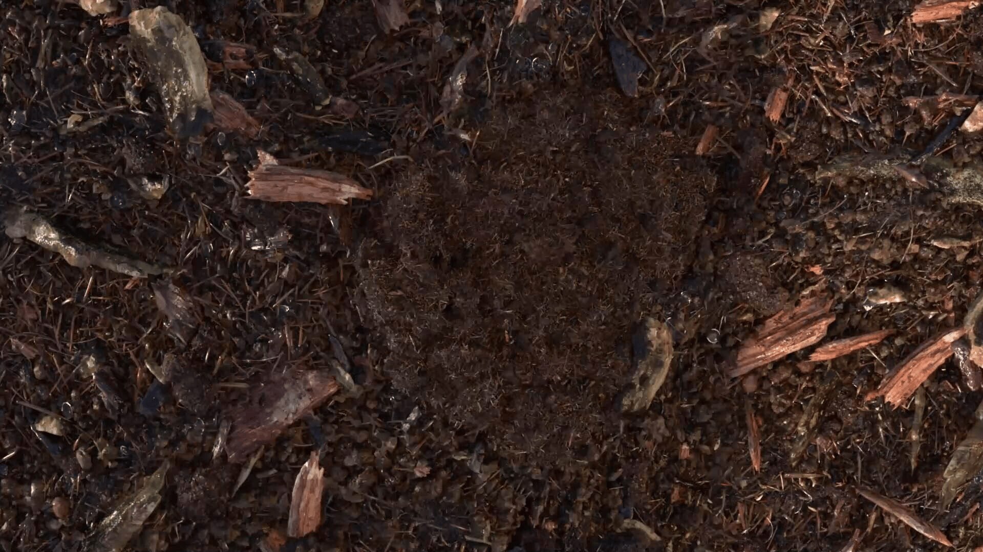 terre compostée