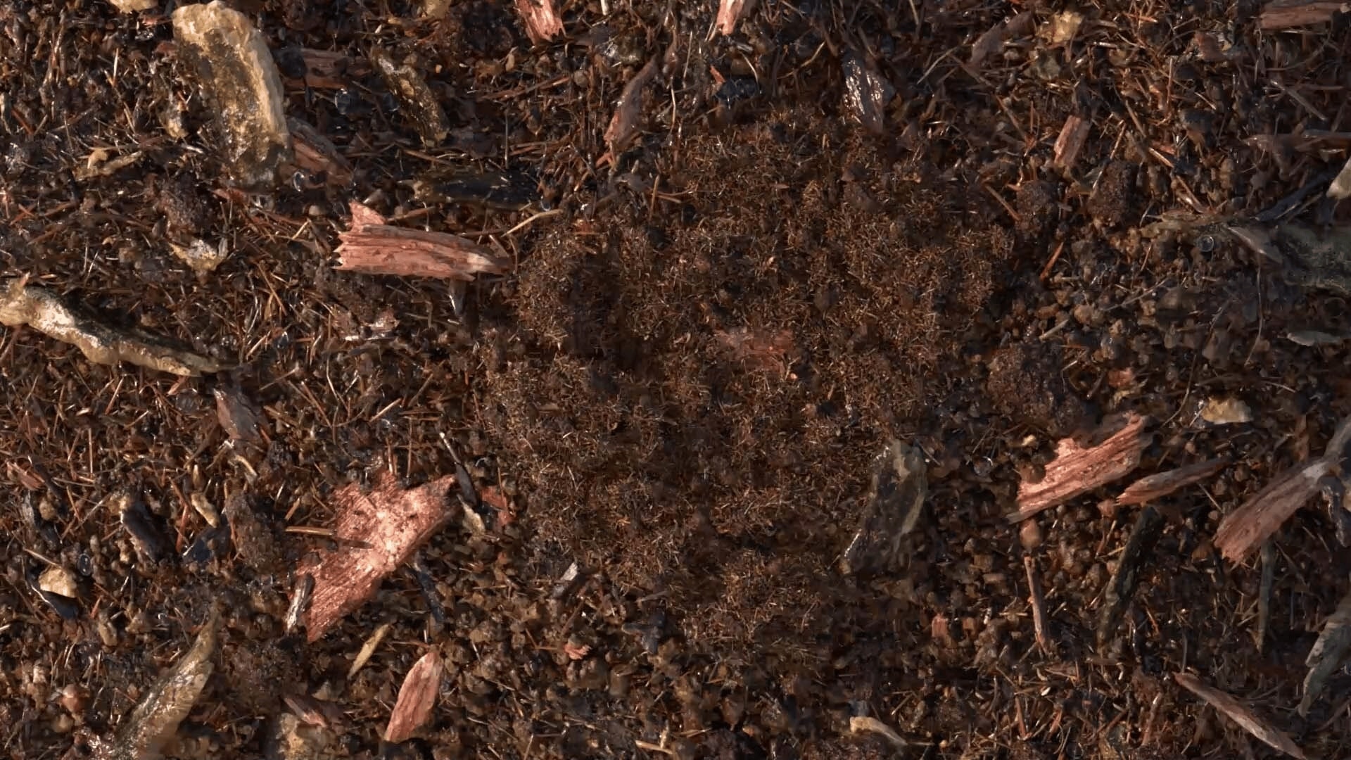 terre compostée