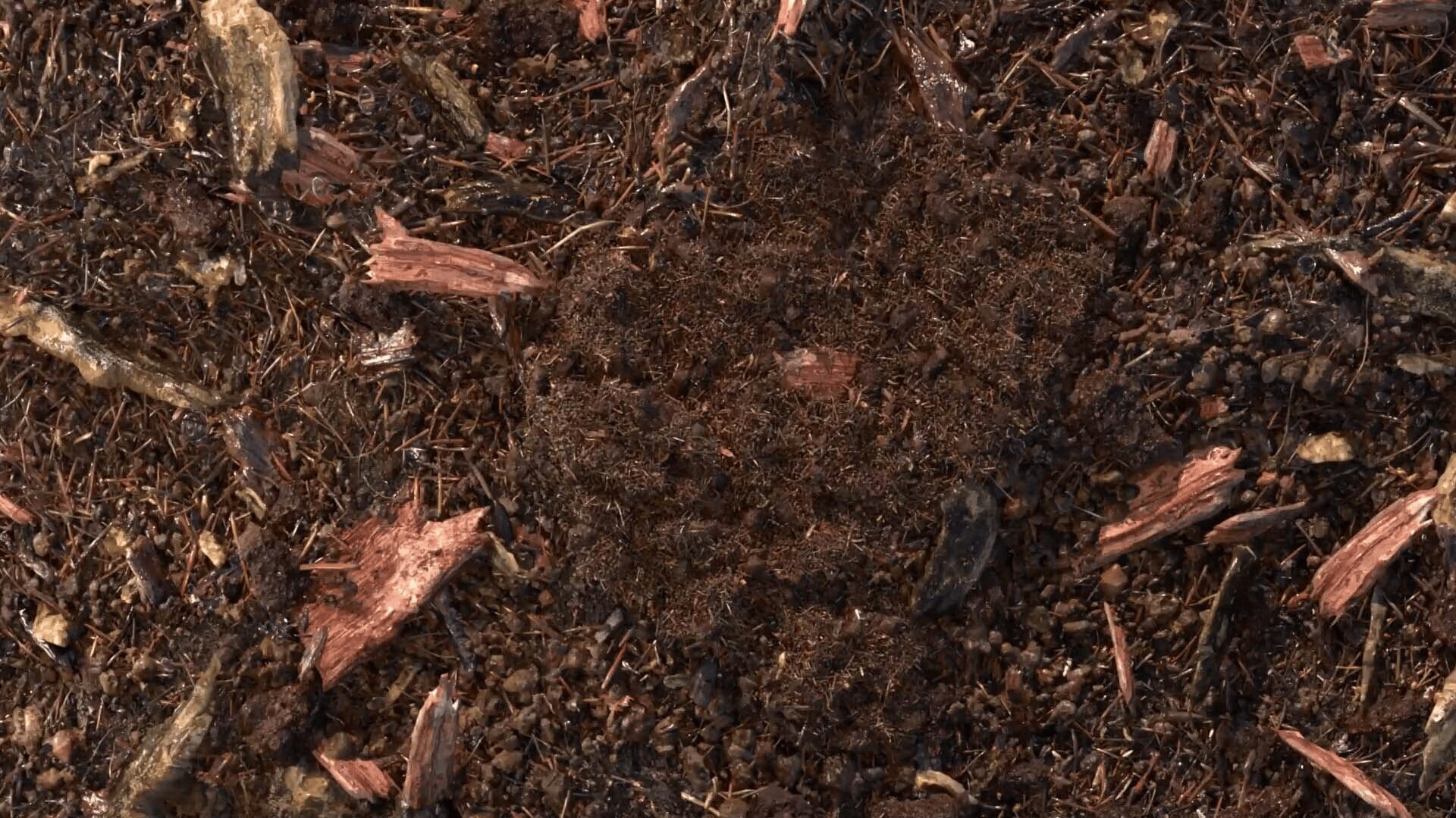 terre compostée