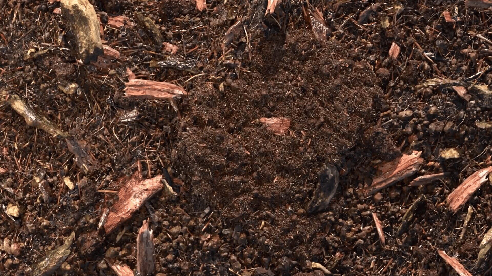 terre compostée