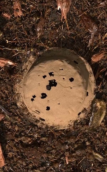 terre compostée