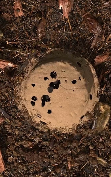 terre compostée