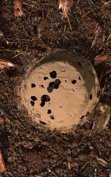 terre compostée