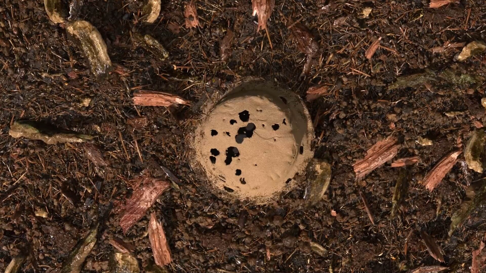 terre compostée