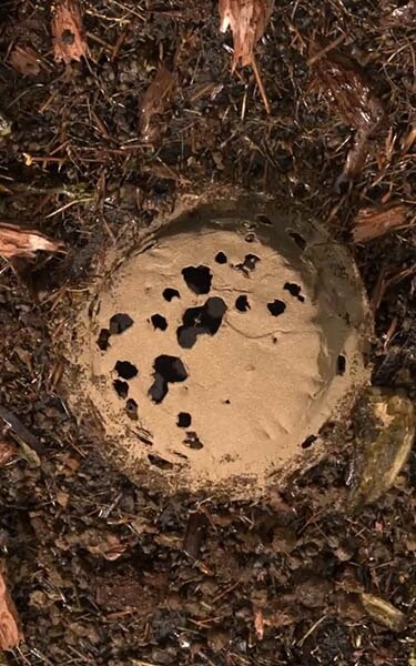 terre compostée
