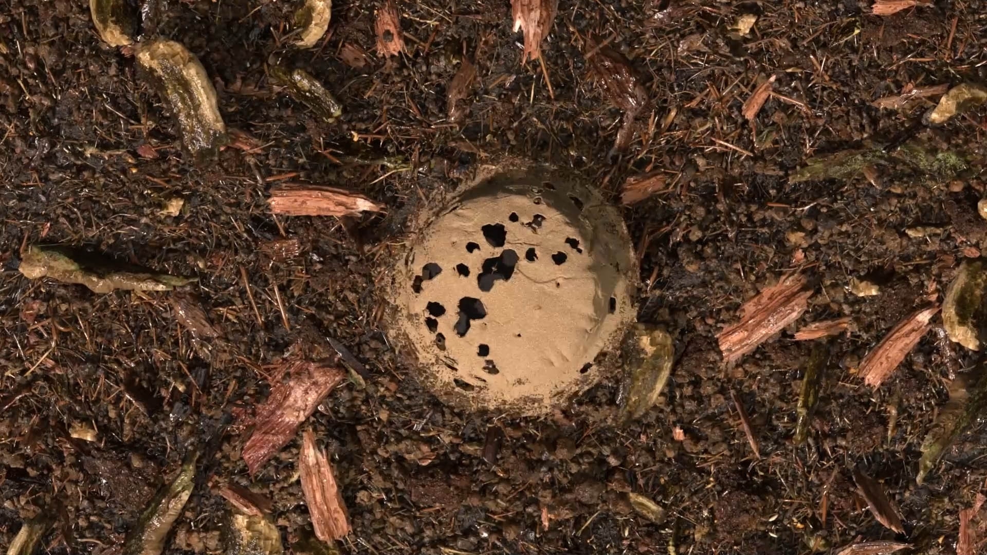 terre compostée