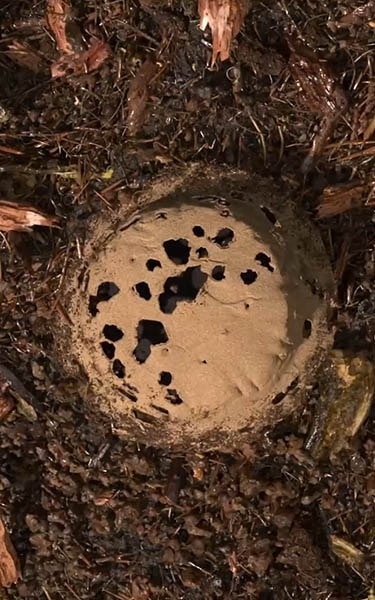 terre compostée