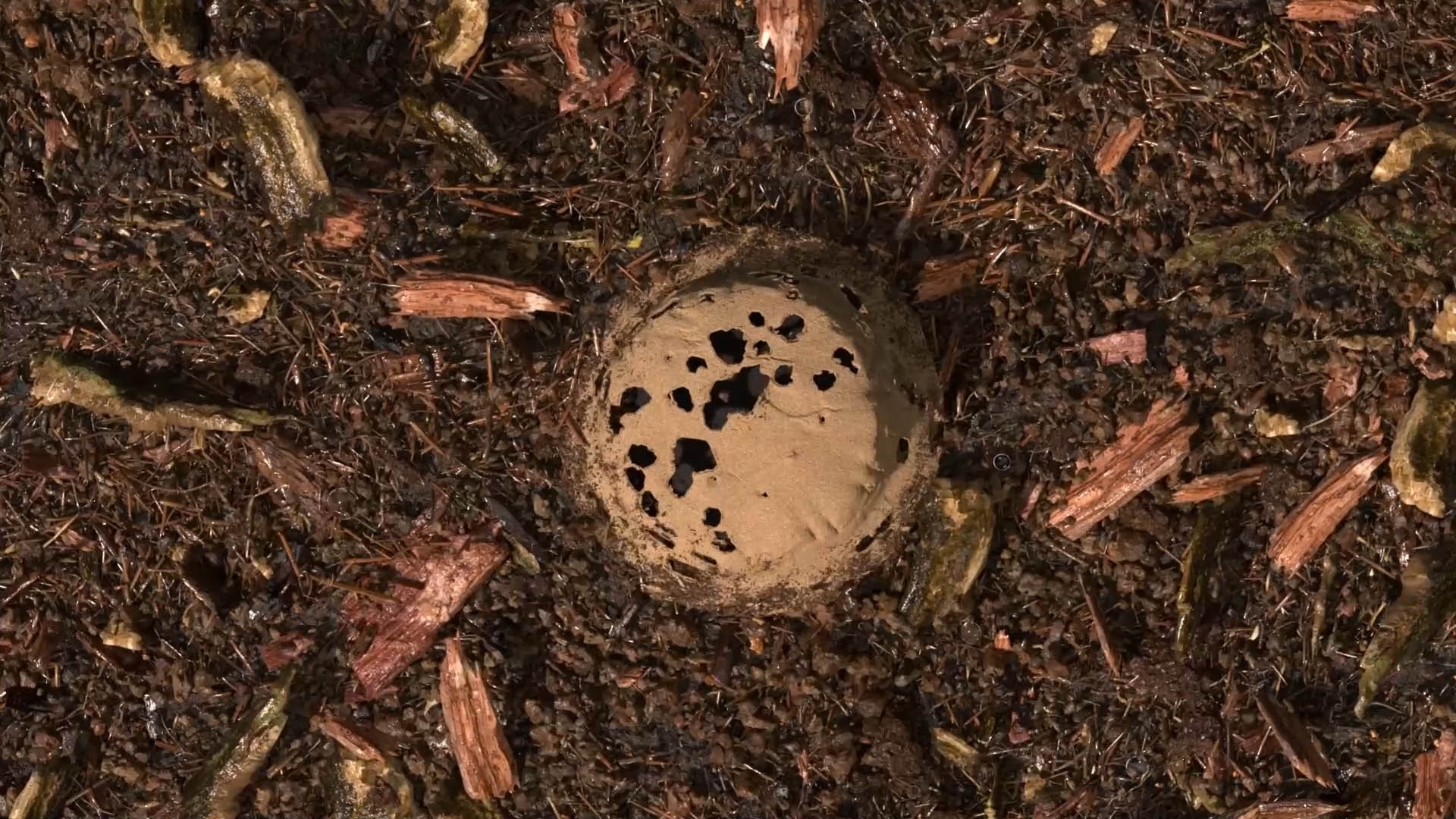 terre compostée