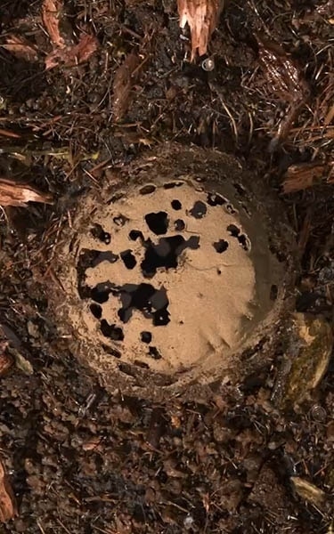 terre compostée
