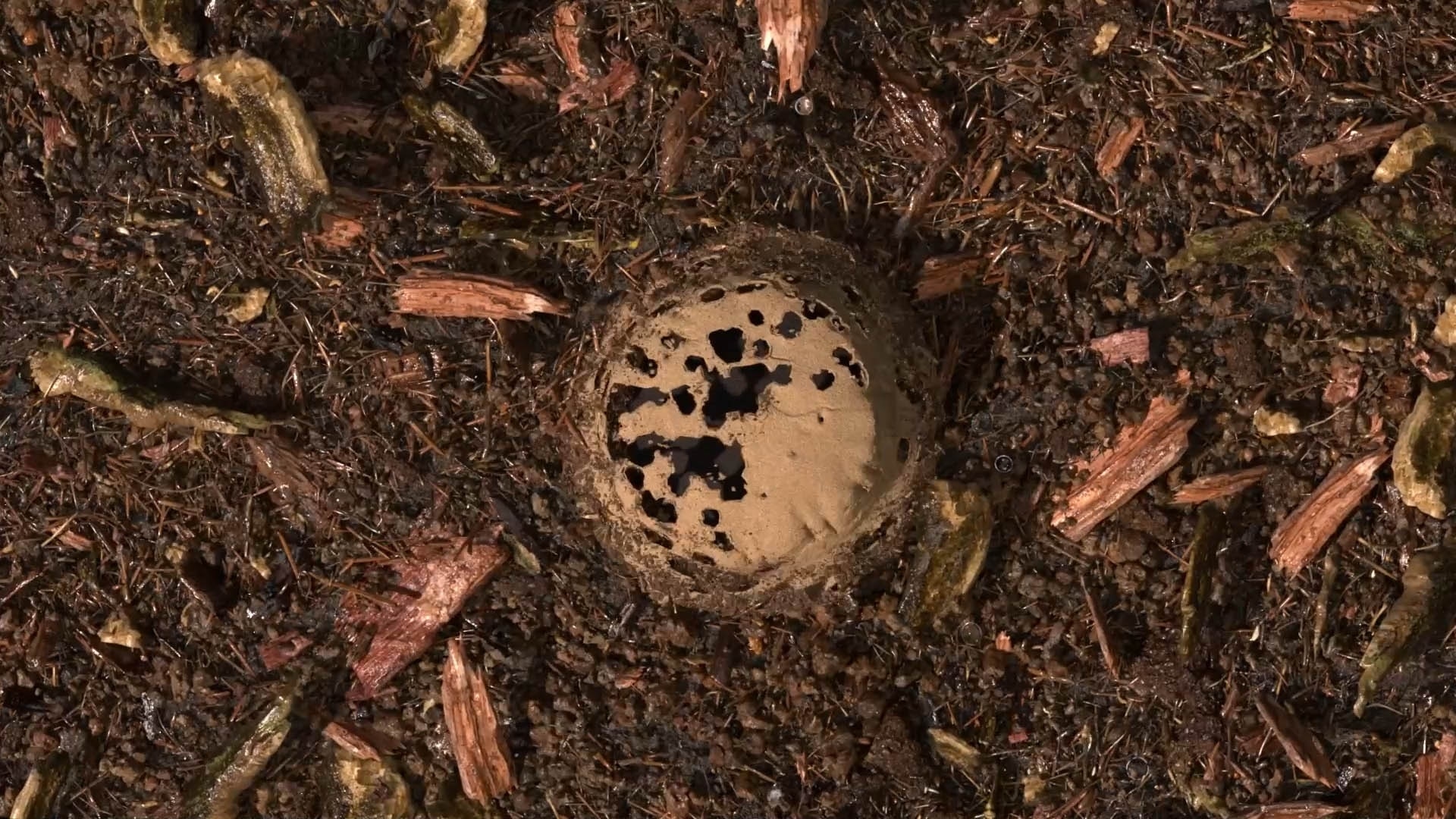 terre compostée