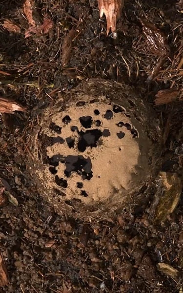 terre compostée