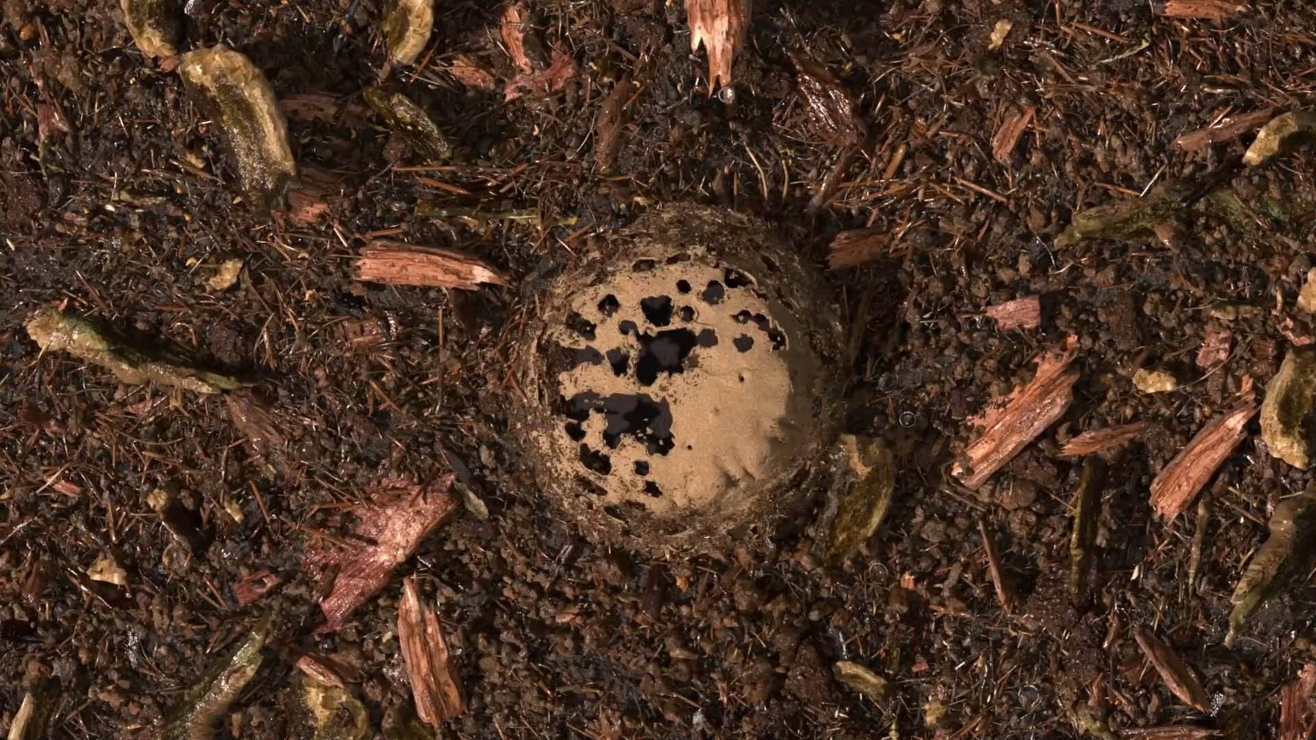 terre compostée