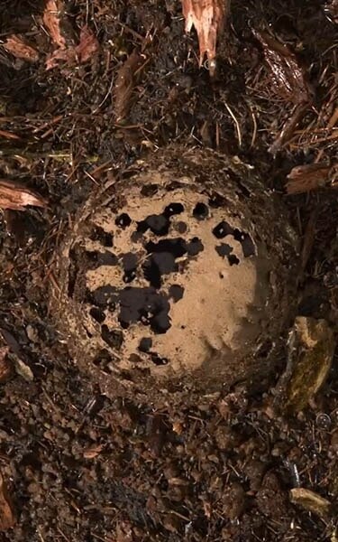 terre compostée