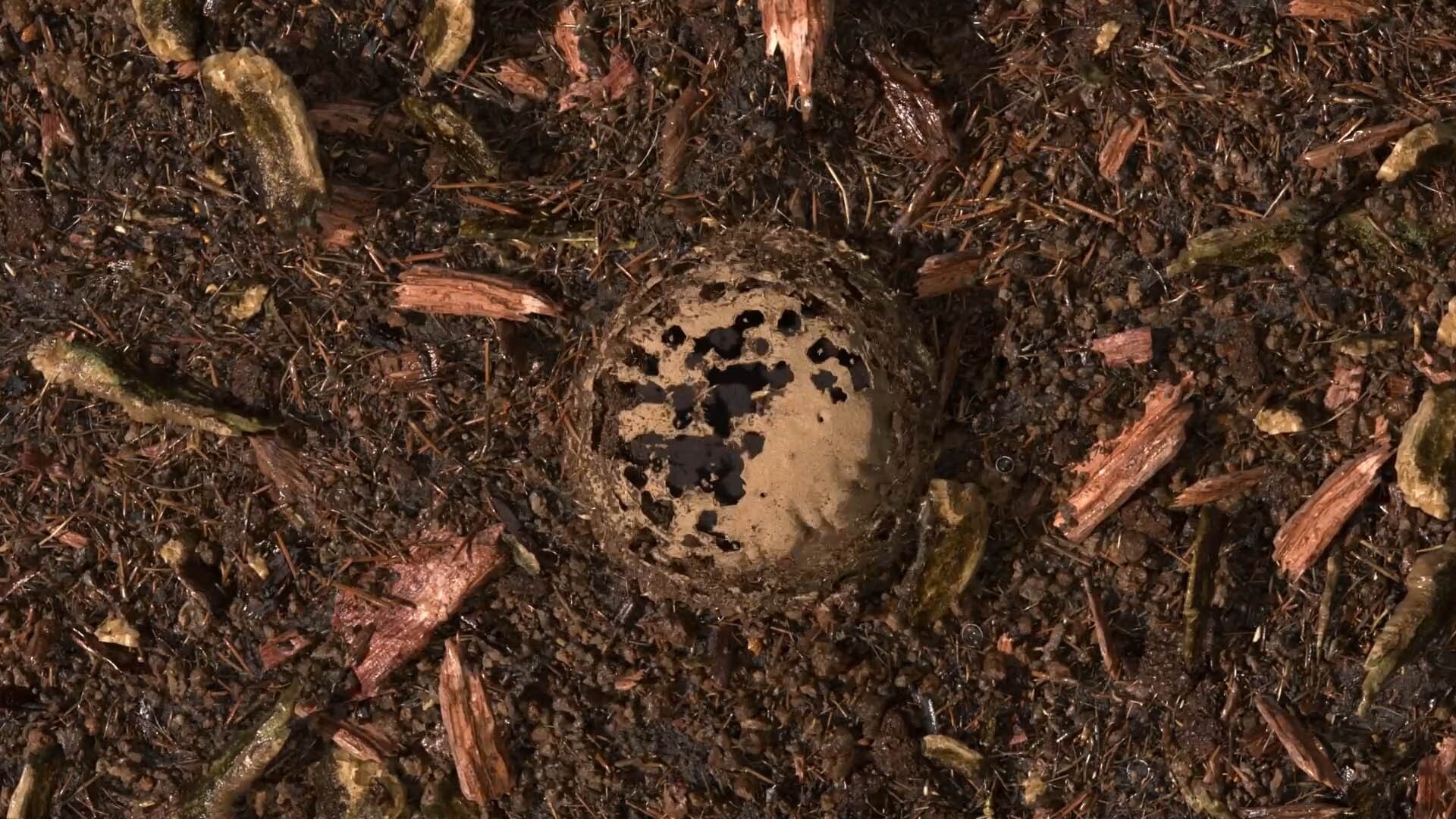 terre compostée