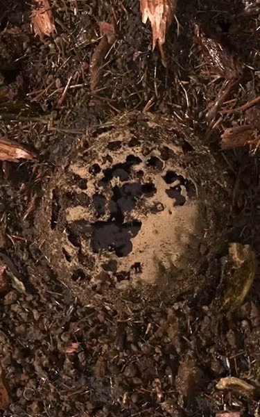 terre compostée