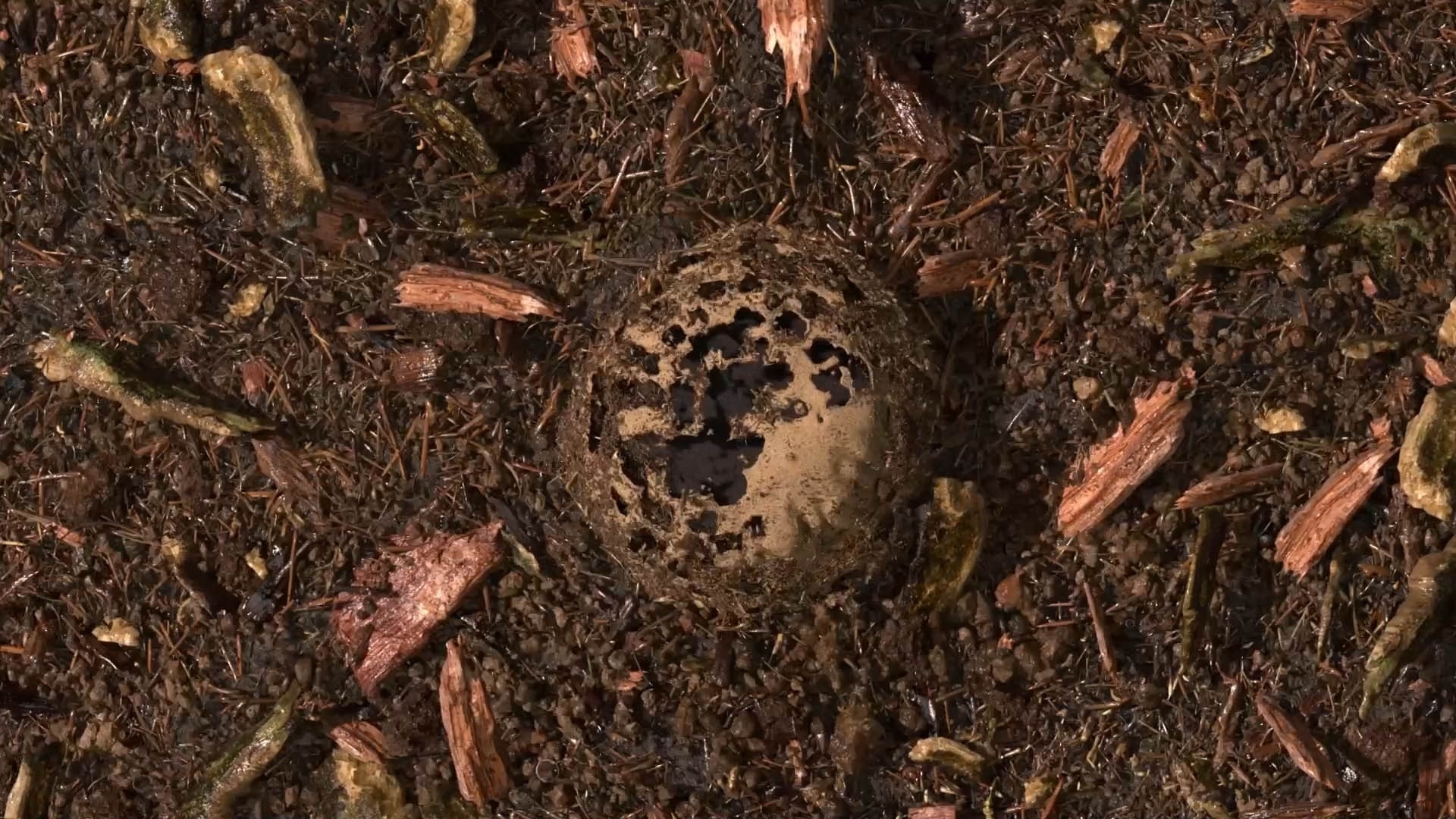 terre compostée