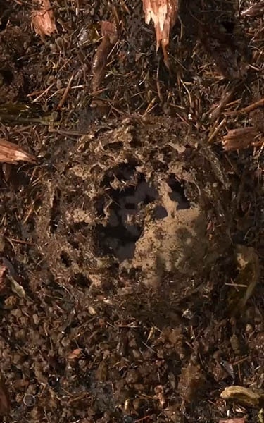 terre compostée