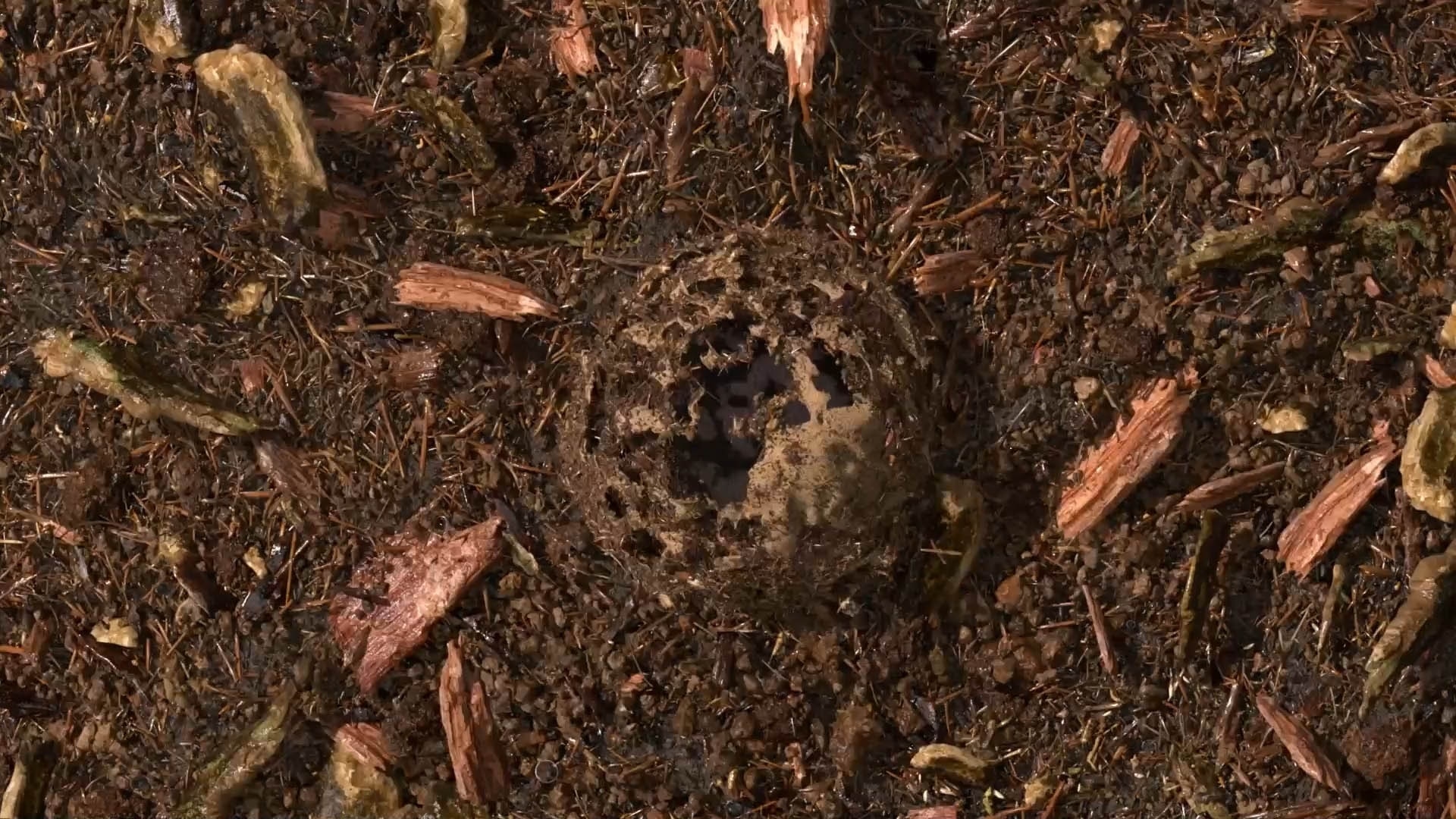 terre compostée