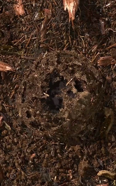 terre compostée