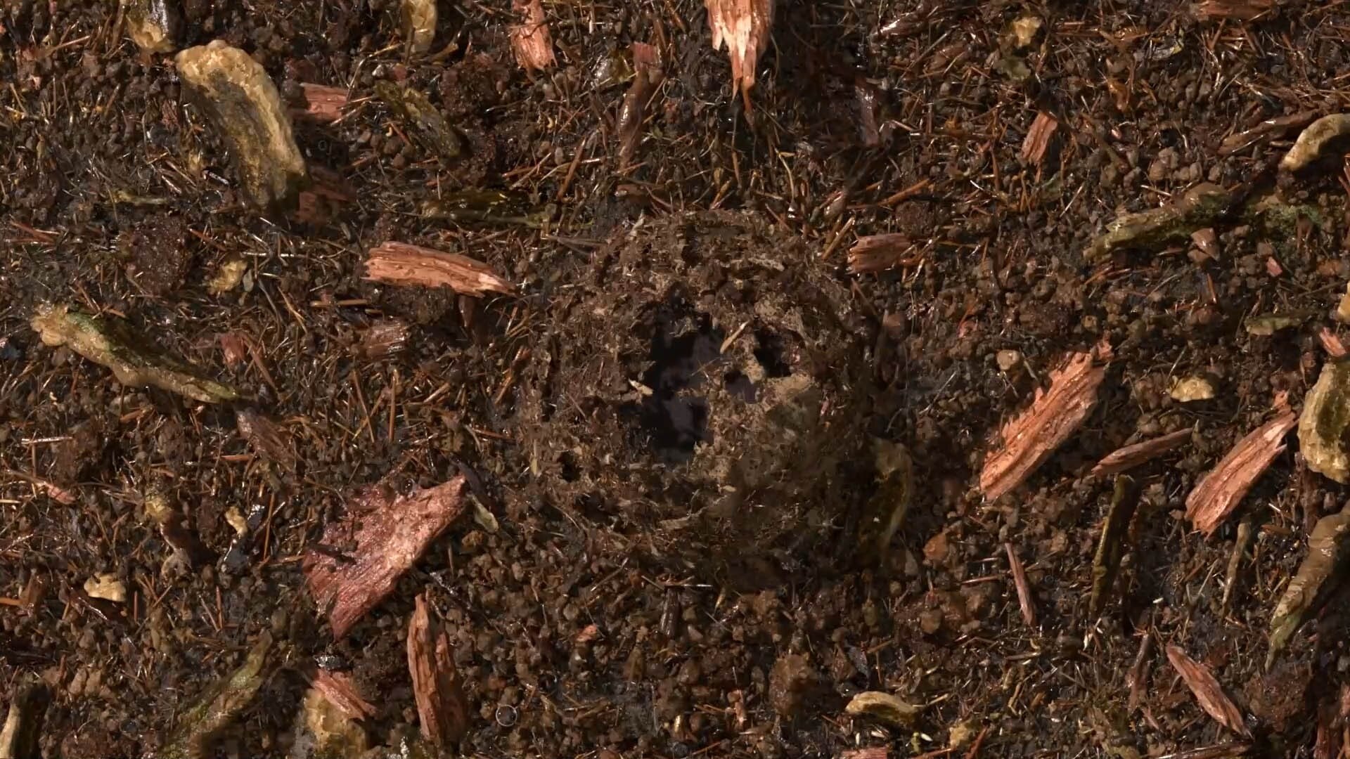 terre compostée