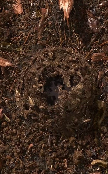 terre compostée