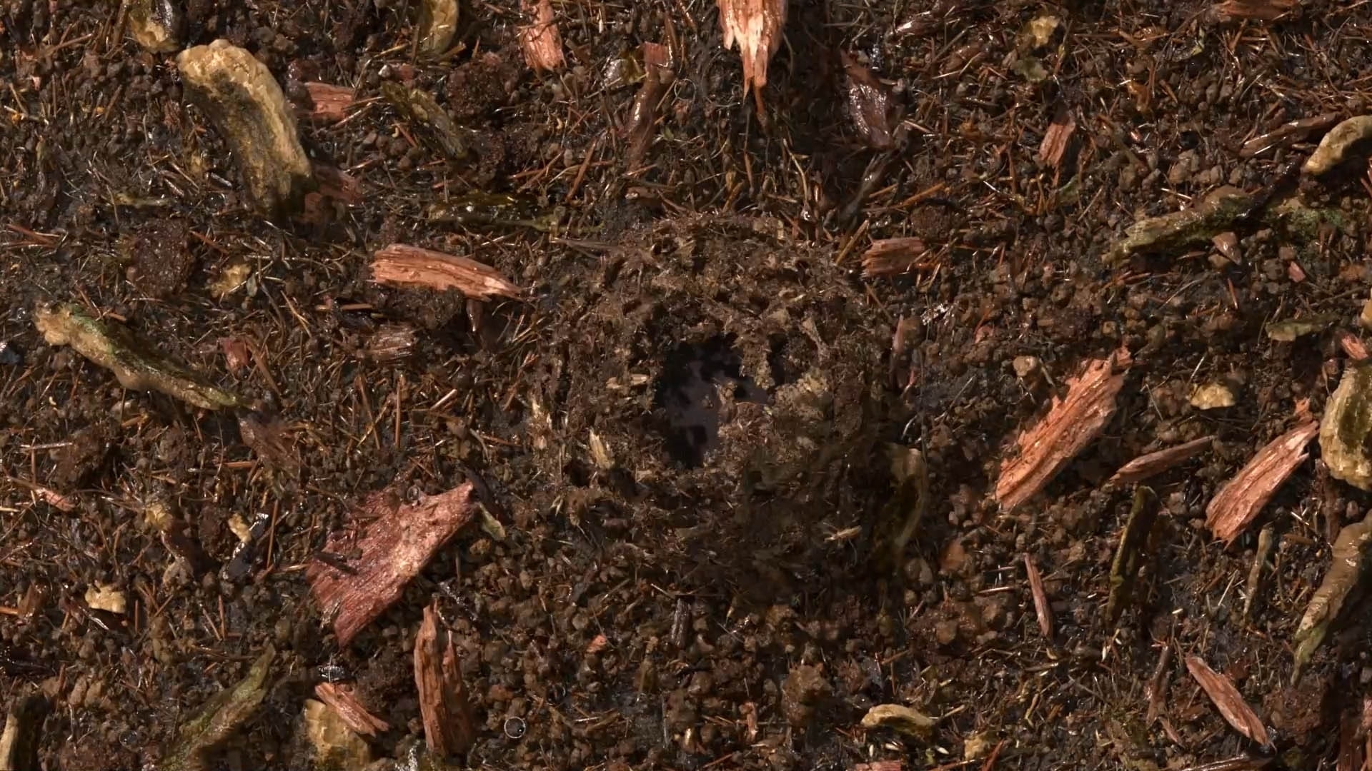 terre compostée