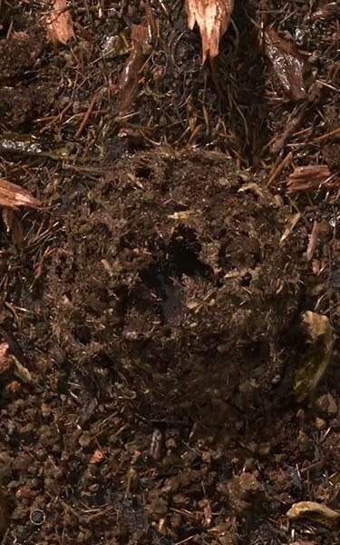 terre compostée