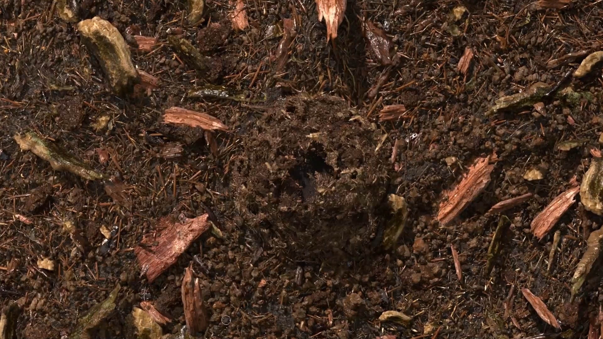 terre compostée