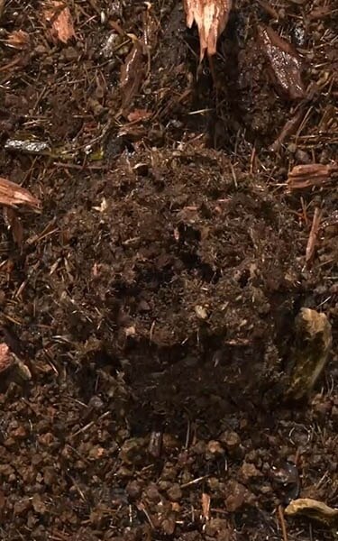 terre compostée