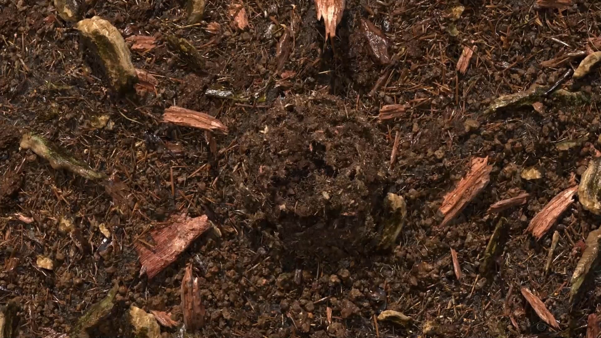 terre compostée