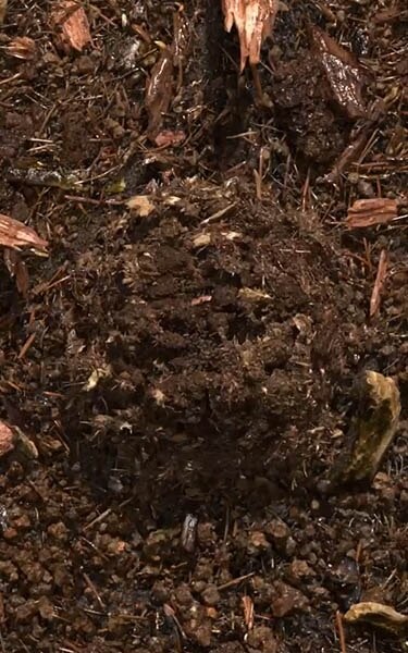 terre compostée