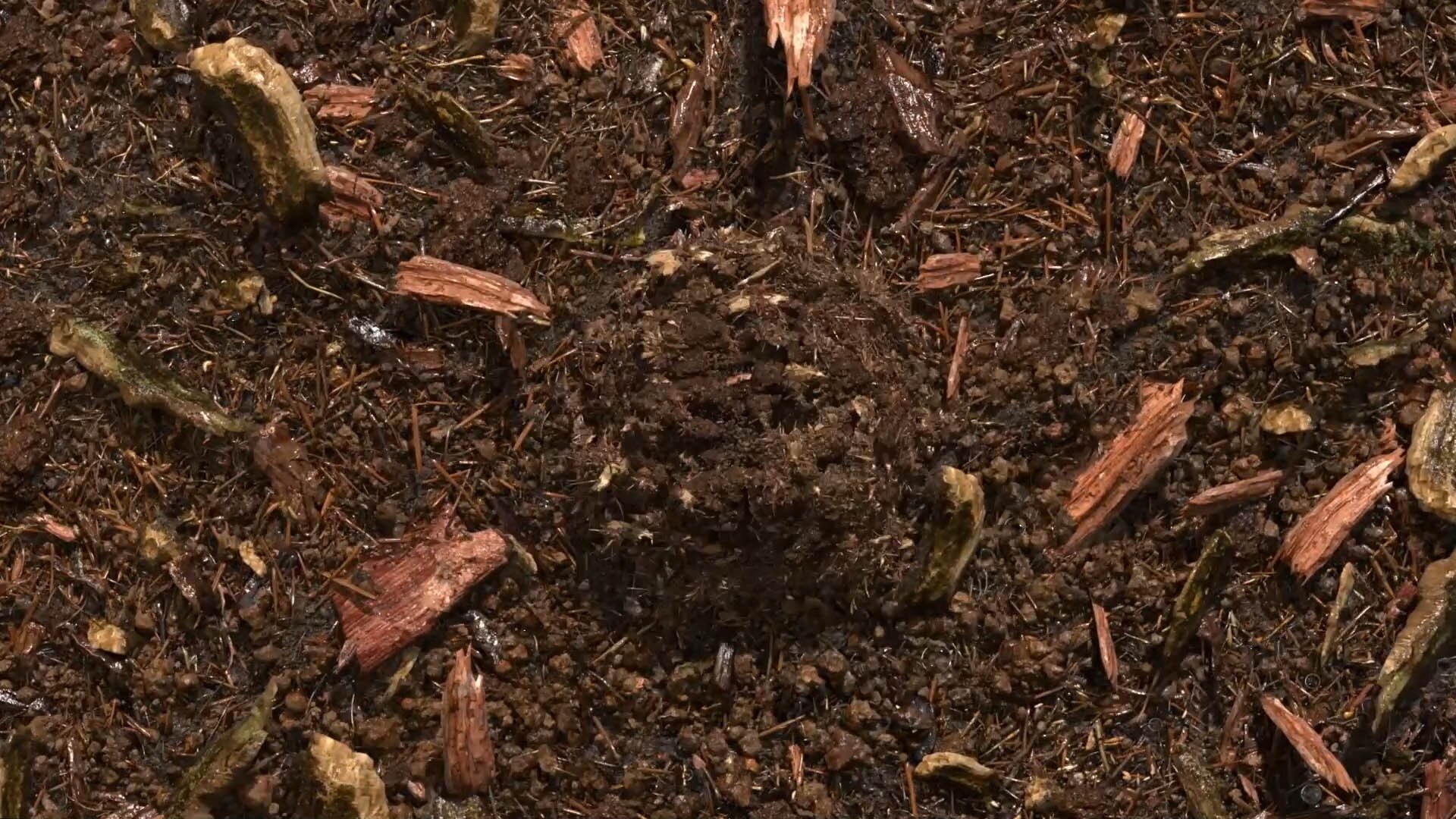 terre compostée