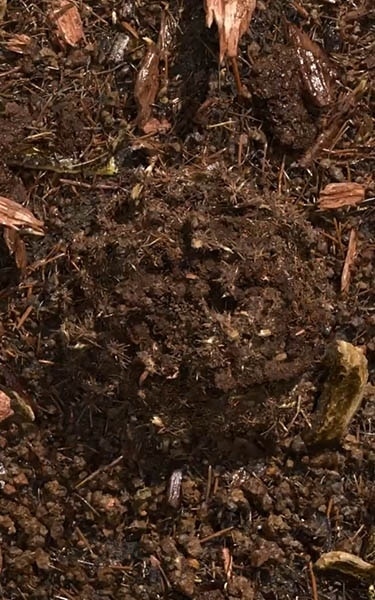 terre compostée