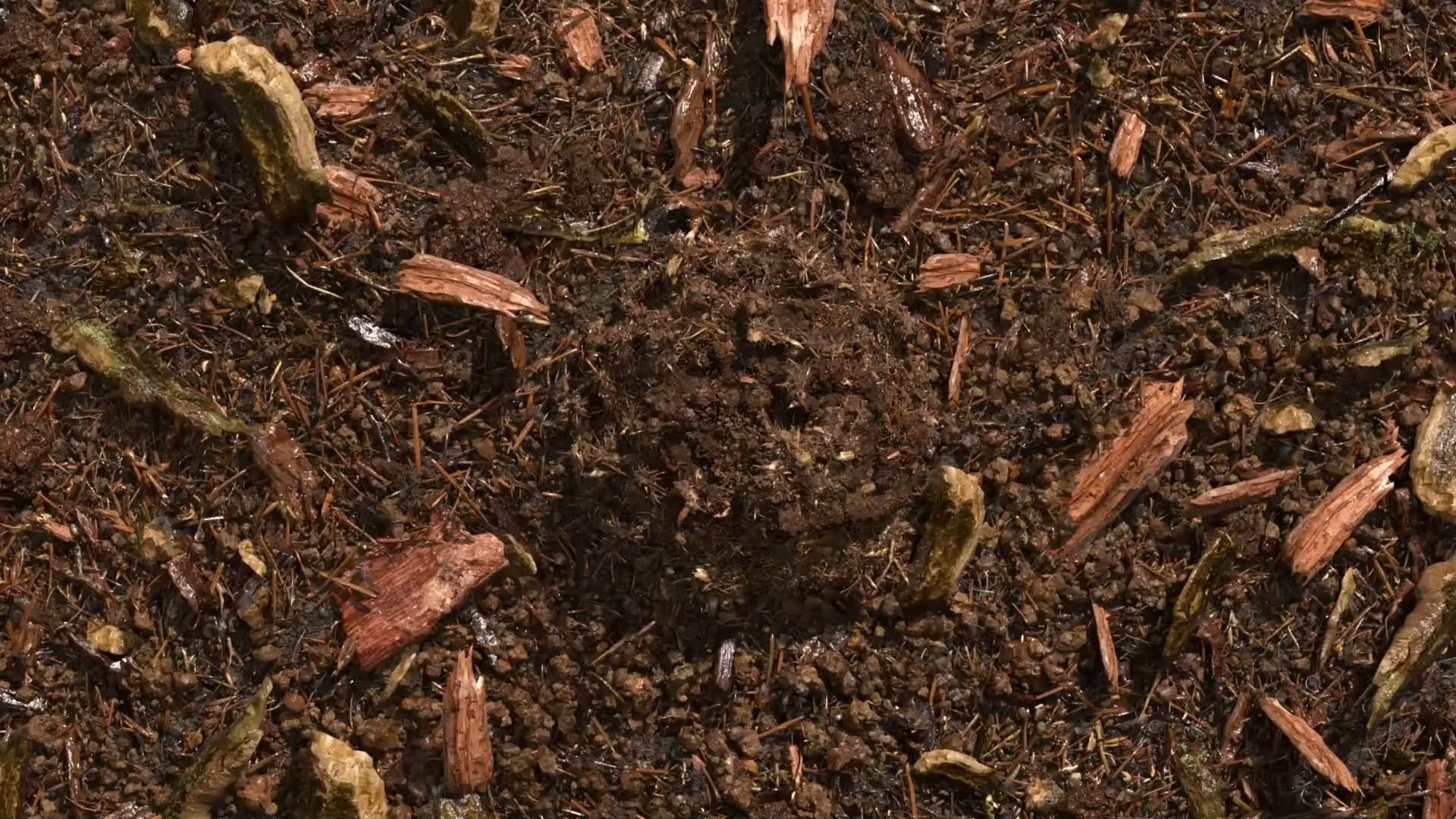 terre compostée