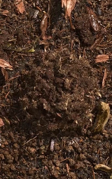 terre compostée