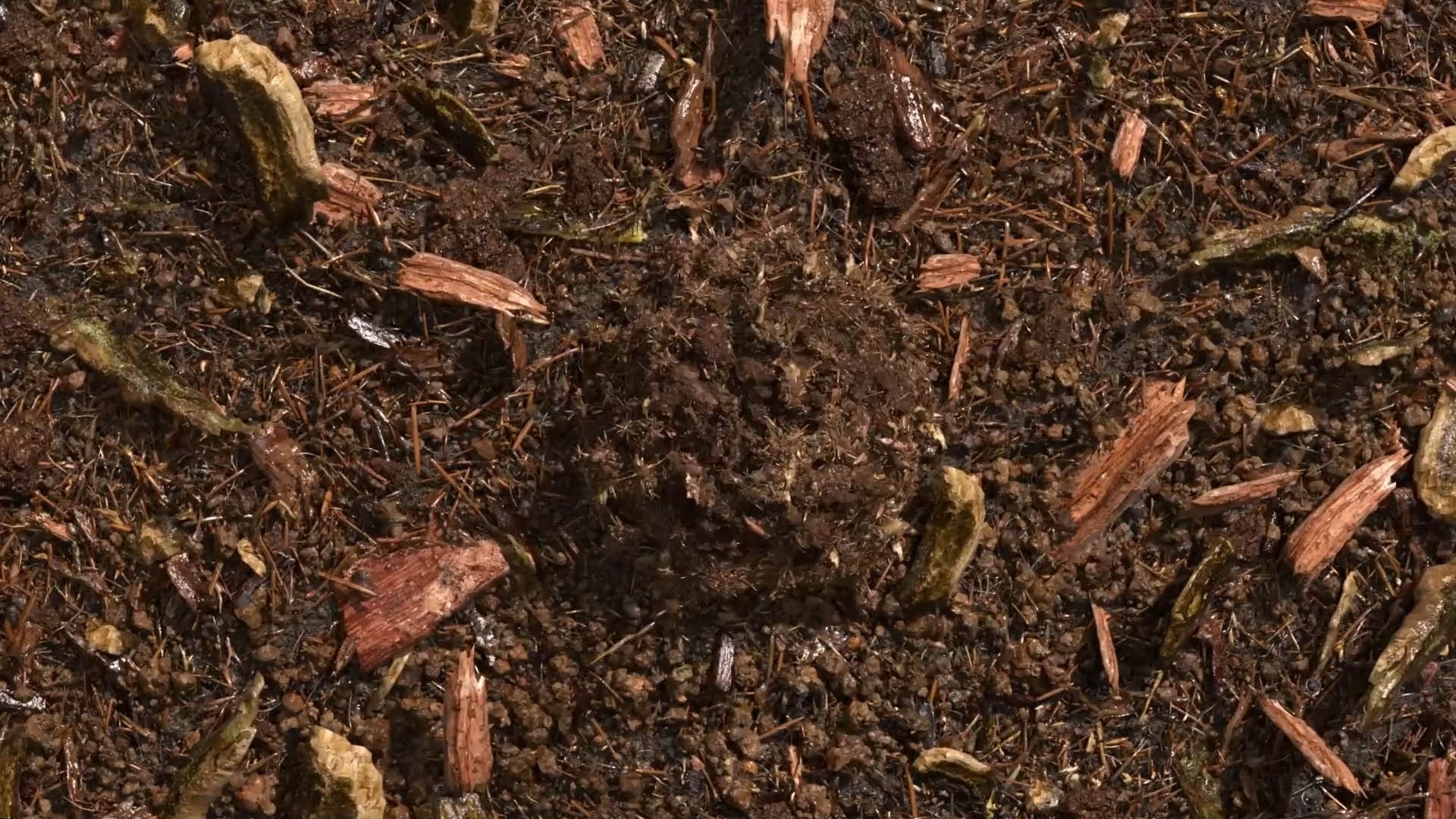 terre compostée
