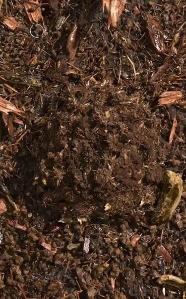 terre compostée
