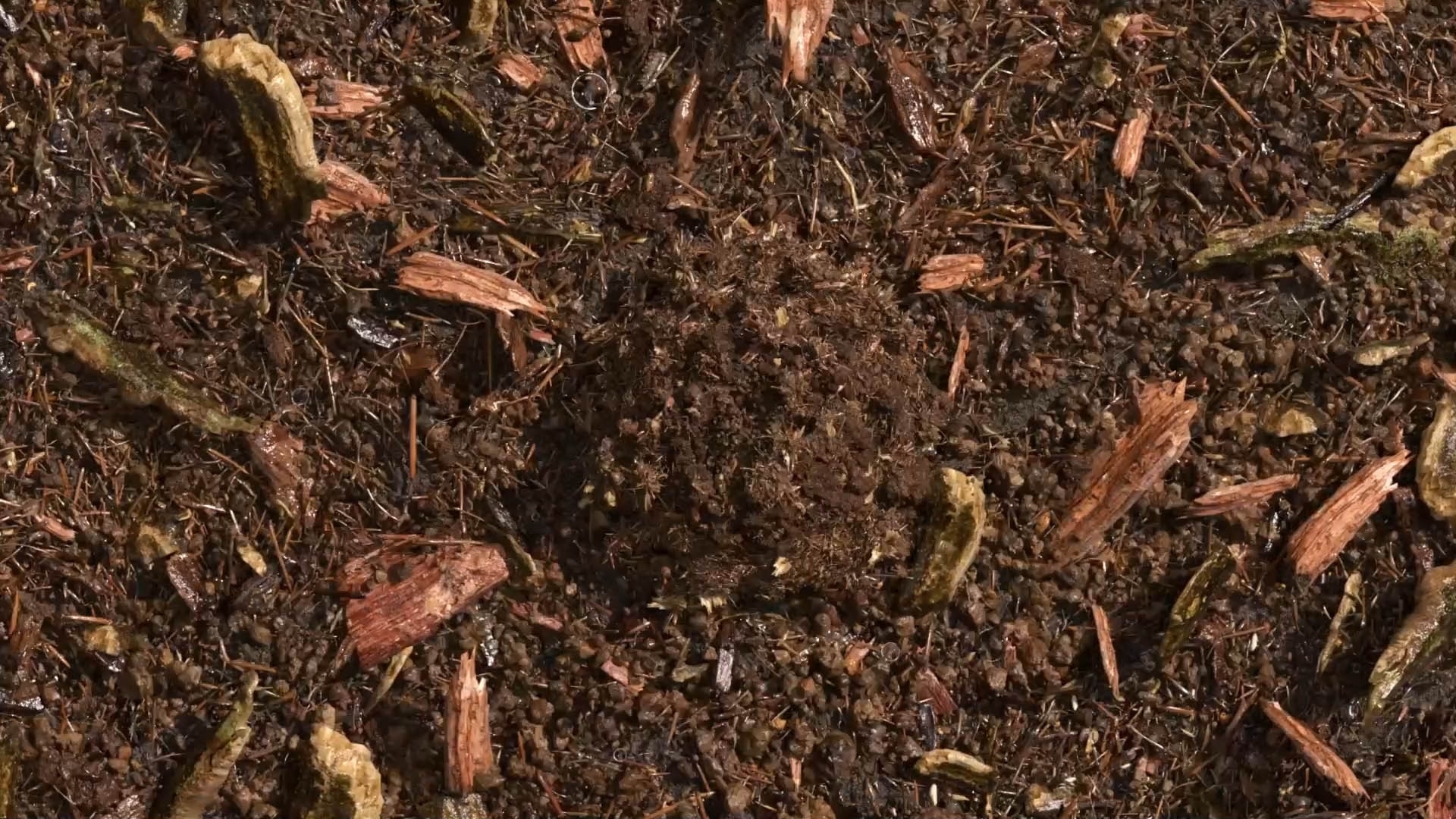 terre compostée