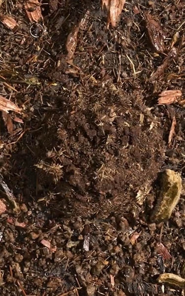 terre compostée