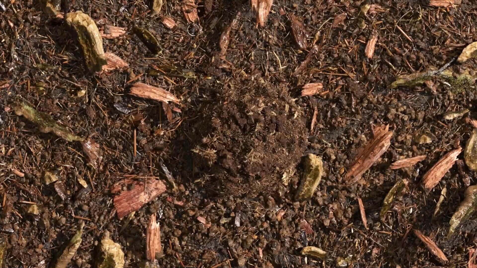 terre compostée
