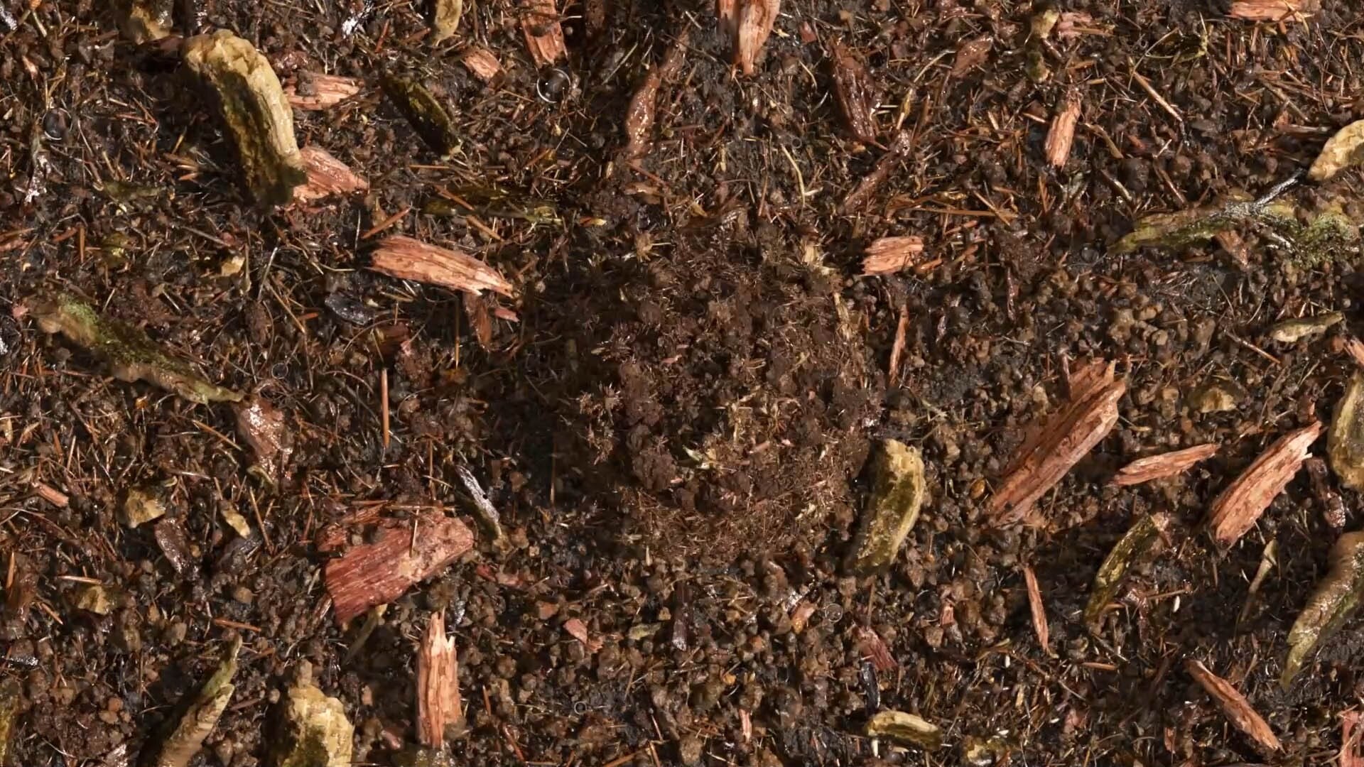 terre compostée