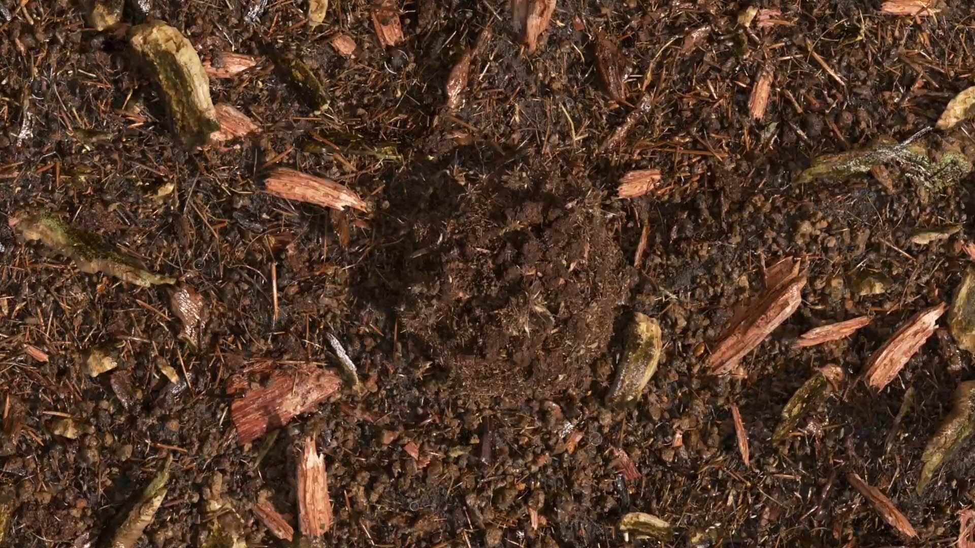 terre compostée