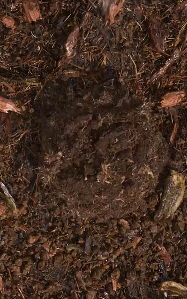 terre compostée
