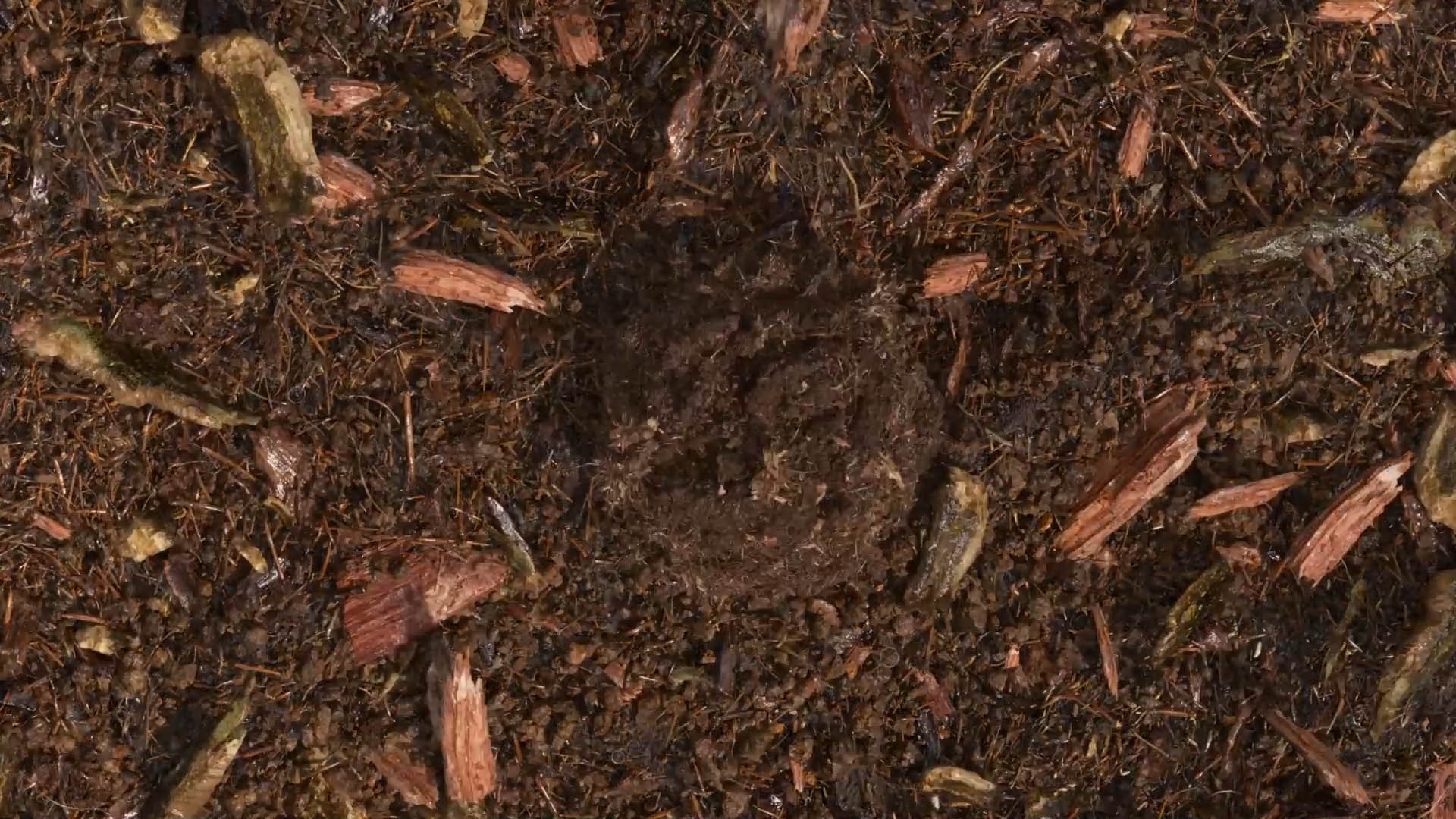 terre compostée