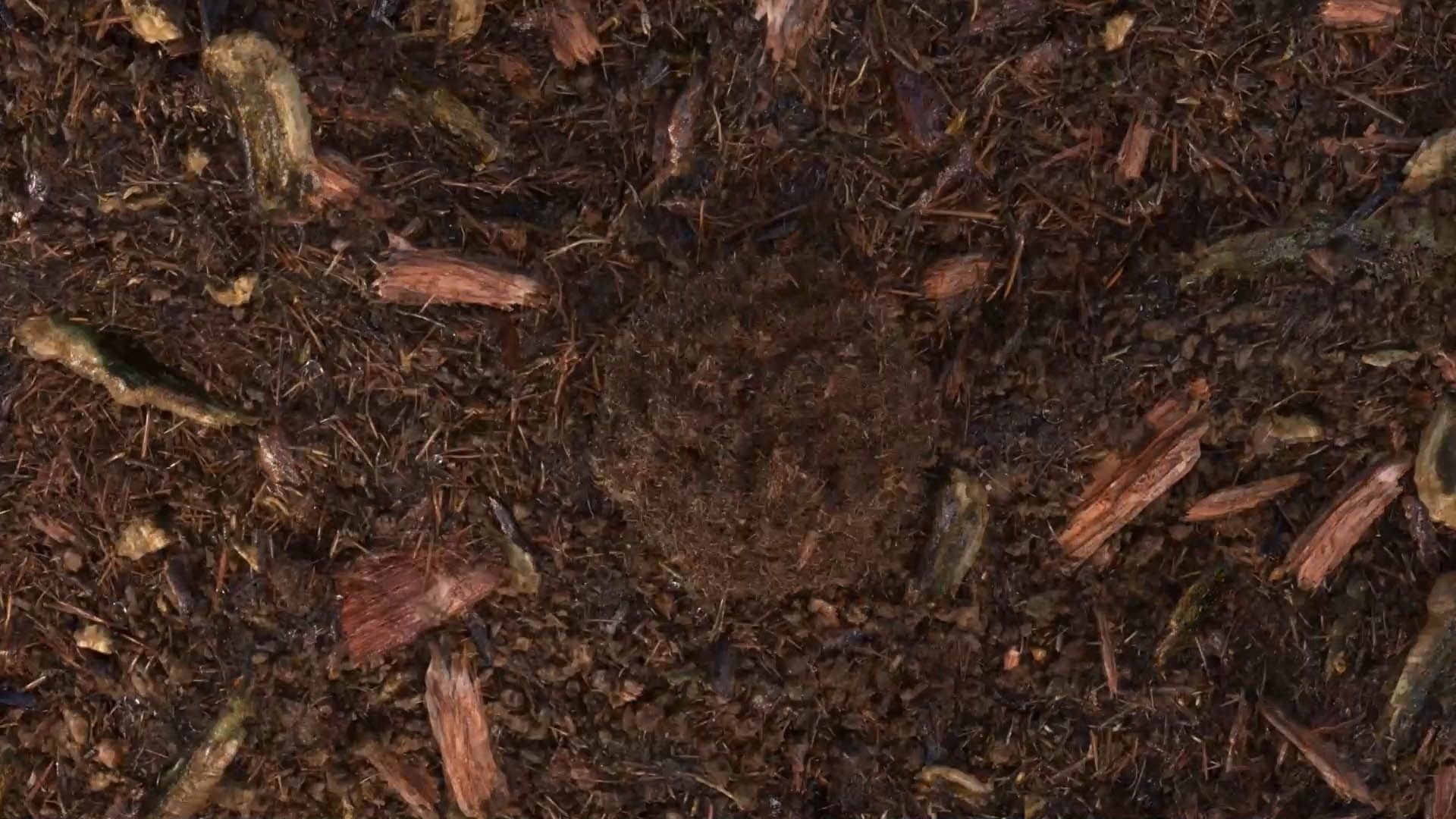 terre compostée