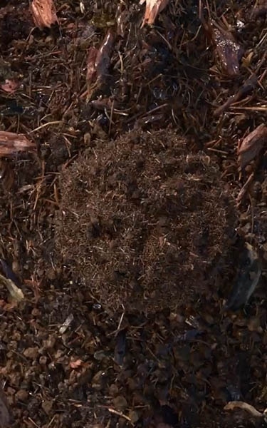 terre compostée