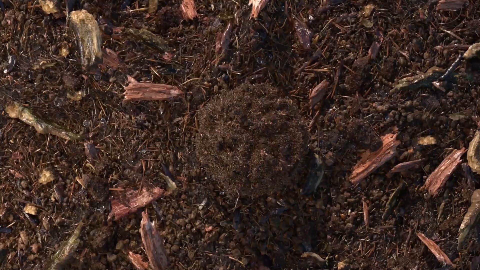 terre compostée