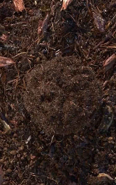 terre compostée