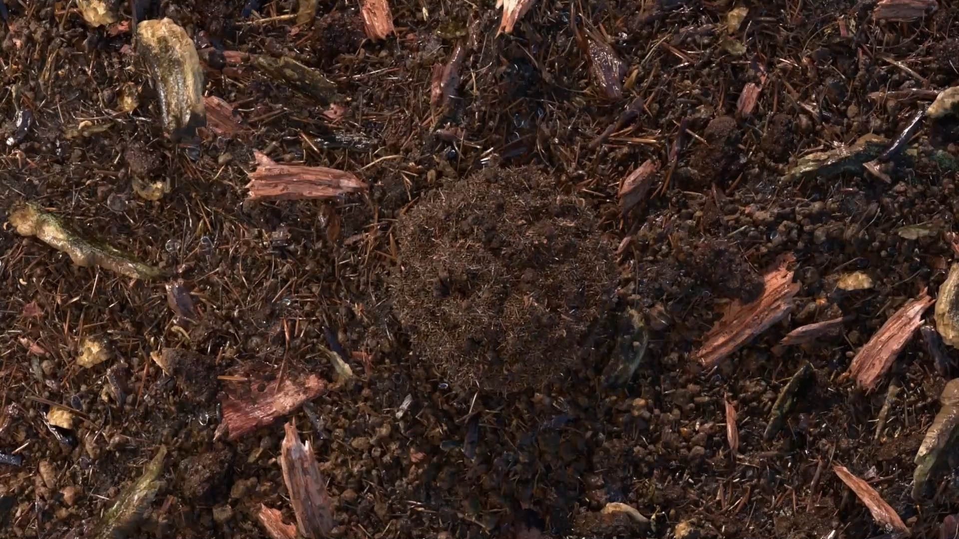 terre compostée