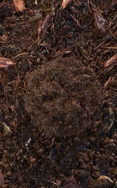 terre compostée